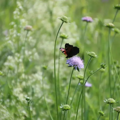 Balade naturaliste :