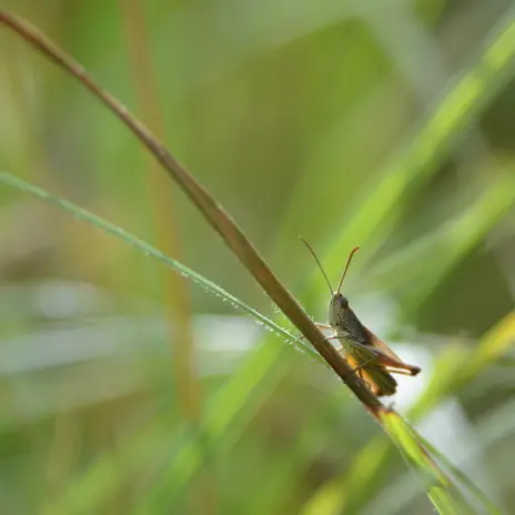 Balade naturaliste : Fête de la musique… animale_1