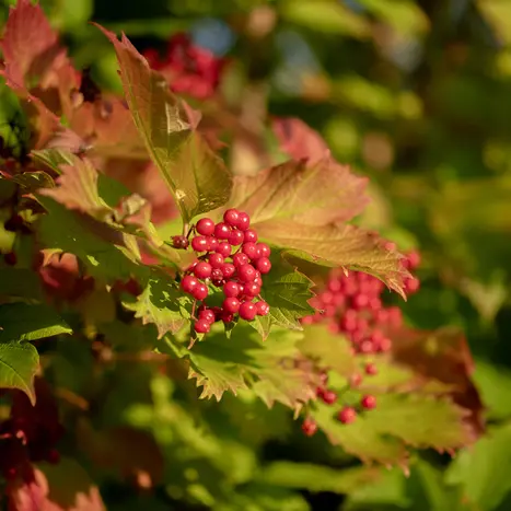 Balade naturaliste : baies en lumière_1