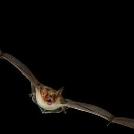 Samedi Chauve-souris_1