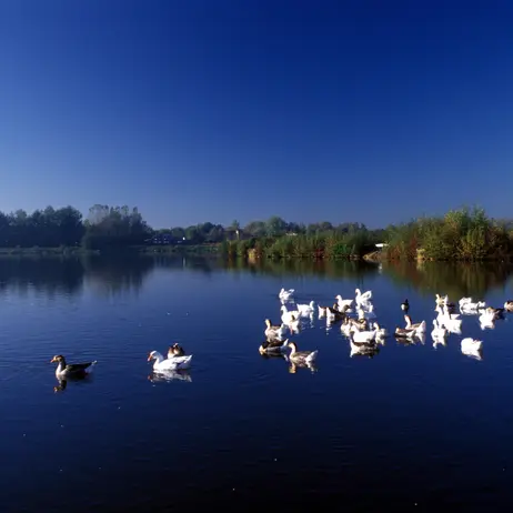 Balade naturaliste : les oiseaux de la Réserve Naturelle du Héron_1