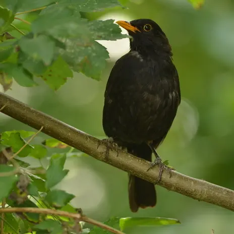 Balade naturaliste : à la rencontre d’une symphonie sauvage_1