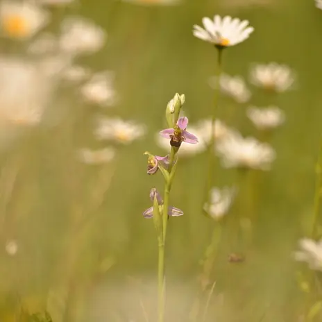Balade naturaliste : chorégraphie d’espèces_1