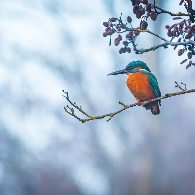 Les oiseaux de l'Etang de Chabaud Latour