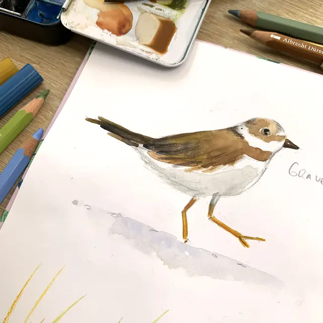 Atelier d’été : initiation à l’aquarelle et découverte de la biodiversité locale_1