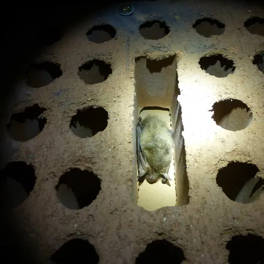 Nuit de la Chauve-souris_1