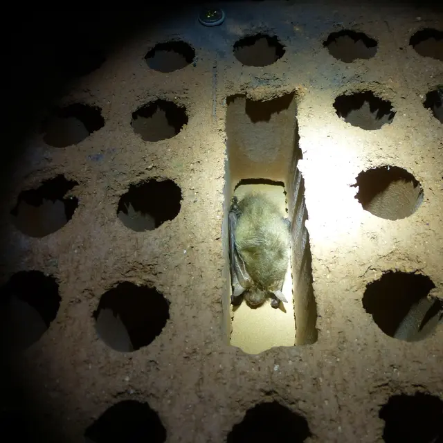 COMPLET - Nuit de la Chauve-souris_1