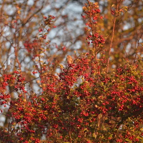 Balade naturaliste : Touche pas ! C’est du poison !_1