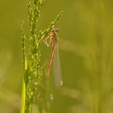 Balade naturaliste : les danseuses du marais_1