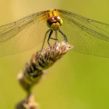 Balade naturaliste : 