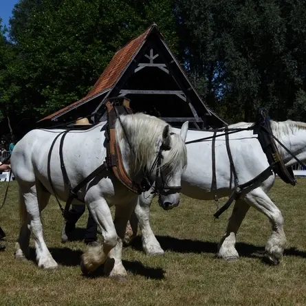 La fête du cheval_1