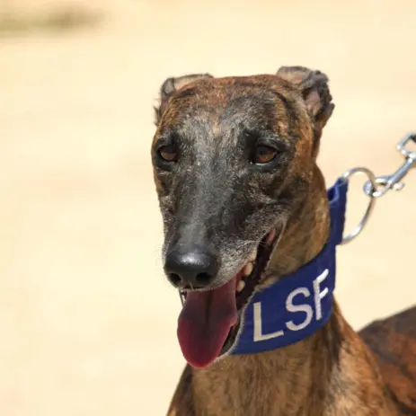 Rencontre avec l'association Lévriers sans Frontières_1