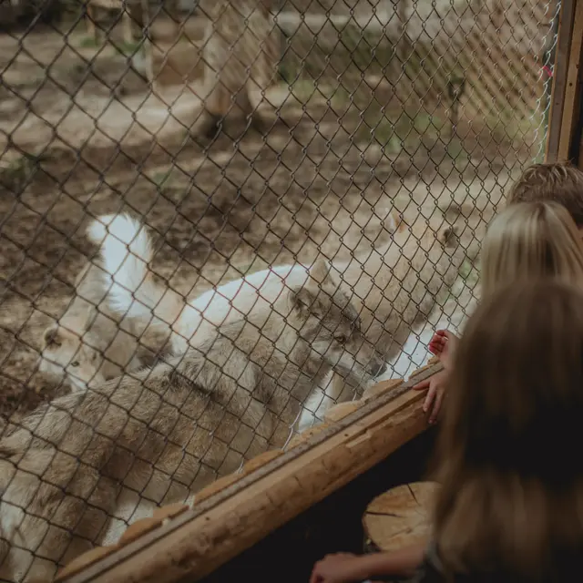 Sanctuaire de Loups Lupo - Hébergement