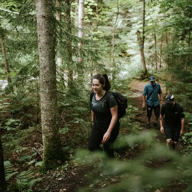 Randonnée en forêt