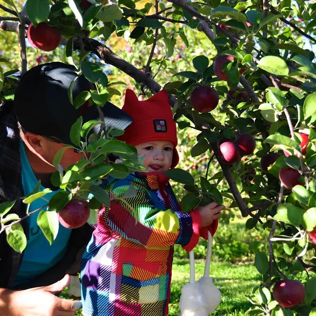 Enfant qui cueille une pomme