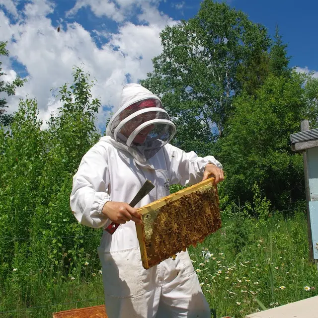 Abeille