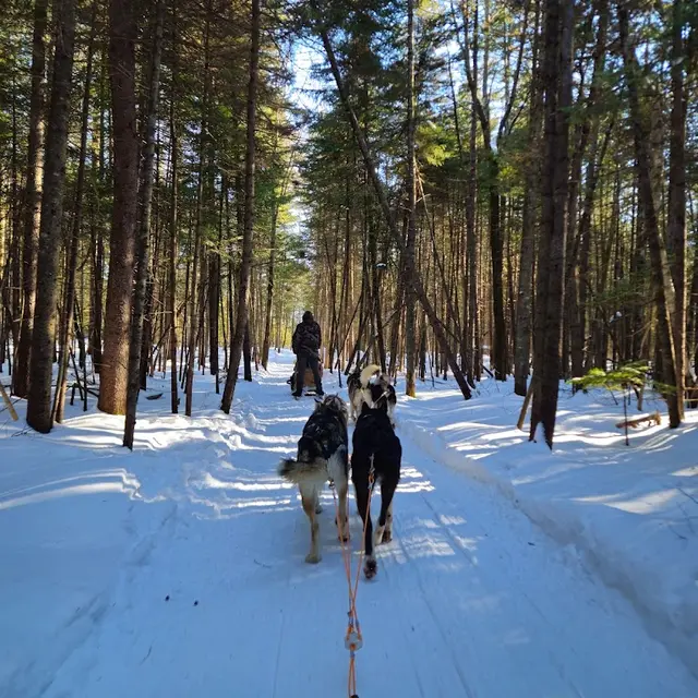 Traineau à chiens