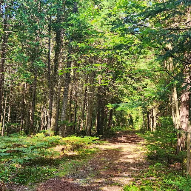 Forêt en bordure du Domaine LM Philémon
