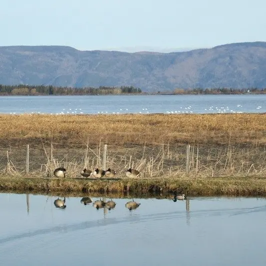 Oiseaux et paysage