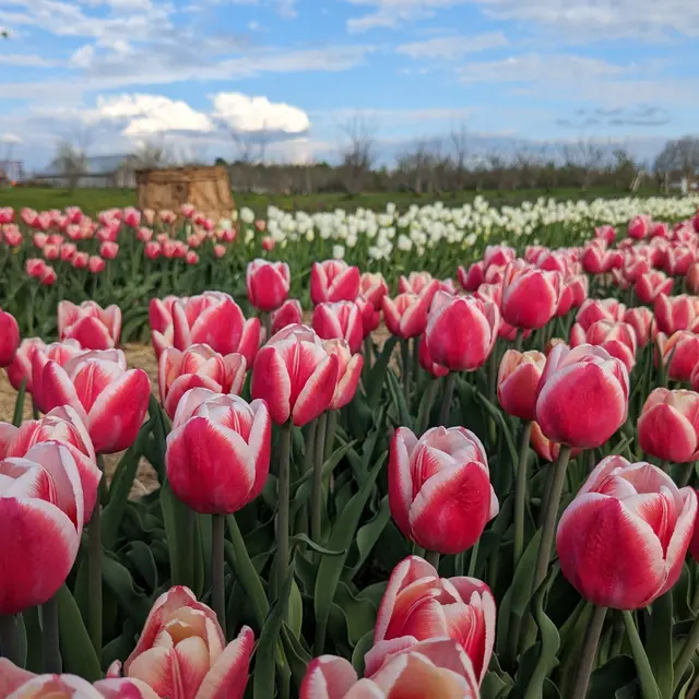 Champ de tulipes