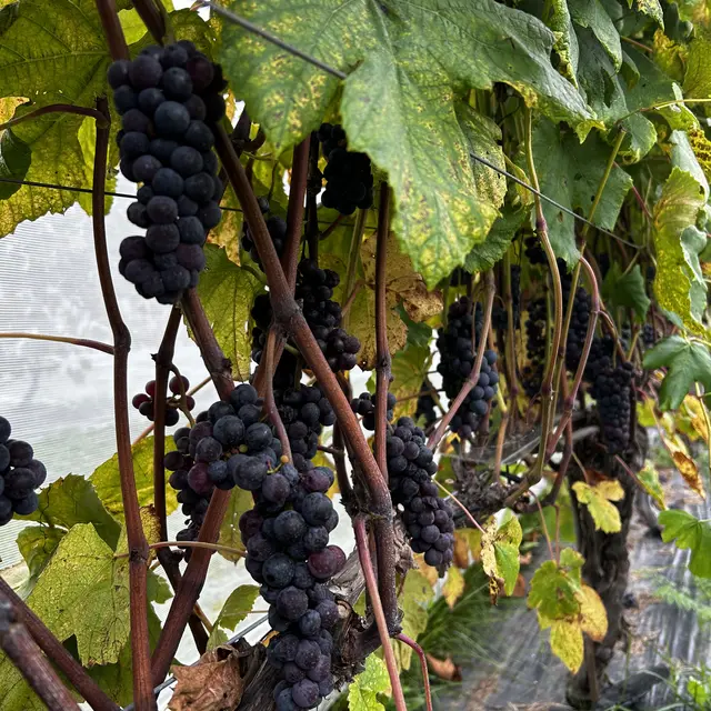 Raisins sur vigne
