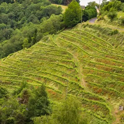 Domaine Albespy