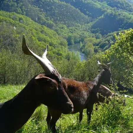 Fromages de chèvres du Rove et de brebis corses