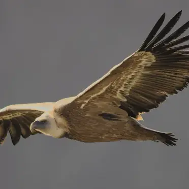 Mini randonnée  Sous les ailes des vautours  - Maison des Accompagnateurs