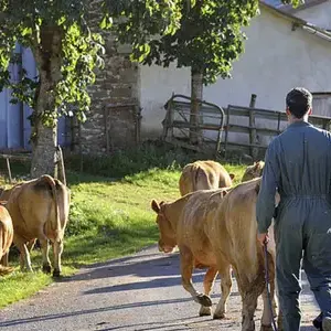 l'éleveur ramène les vaches en pâture après la tétée