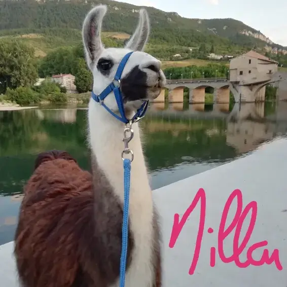 Lamas du Soleil