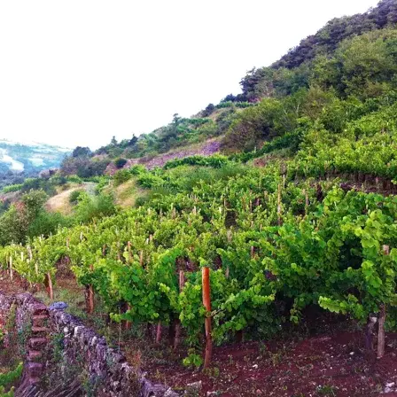 Domaine des Boissières