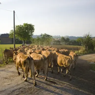 l'éleveur ramène les vaches en pâture après la tétée