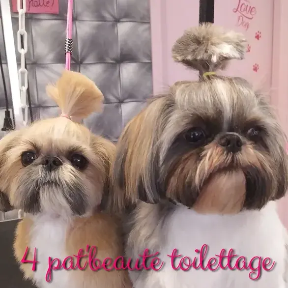4 Pat'Beauté Toilettage