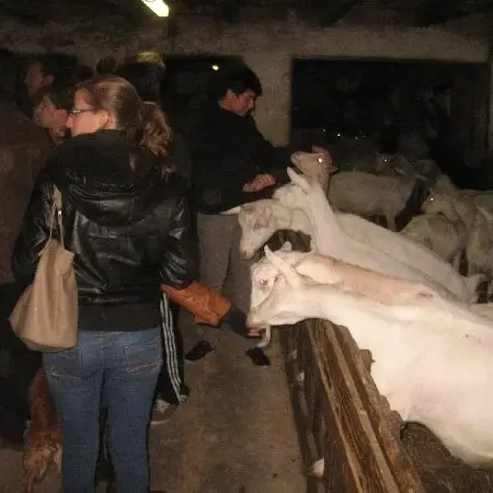 Nos chèvres sont très câlines