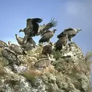 LIGUE POUR LA PROTECTION DES OISEAUX