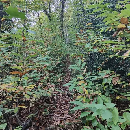 Trail d'Aqui Lassouts - Parcours 12