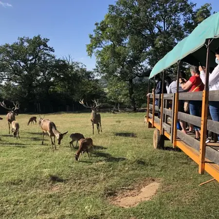 Parc animalier Saint Hubert