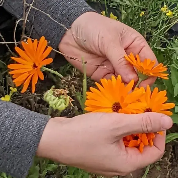 Atelier Pochons de plantes - Au Bonheur des Plantes