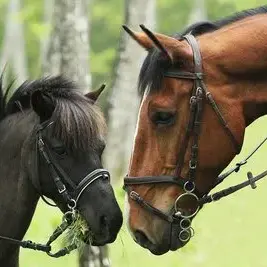 Centre équestre et poney club du Domaine de Combelles