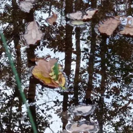 Besoin de Nature  (Groupes)