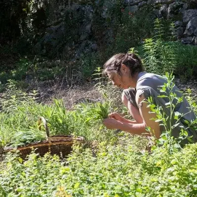 Sylvie DUMAS - Plantes aromatiques