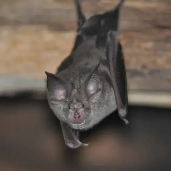 photo chauve-souris