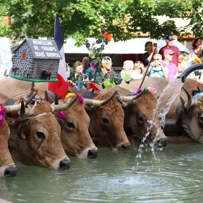 Transhumance 2024 : Passage des troupeaux à la fonraine de la Place Théron