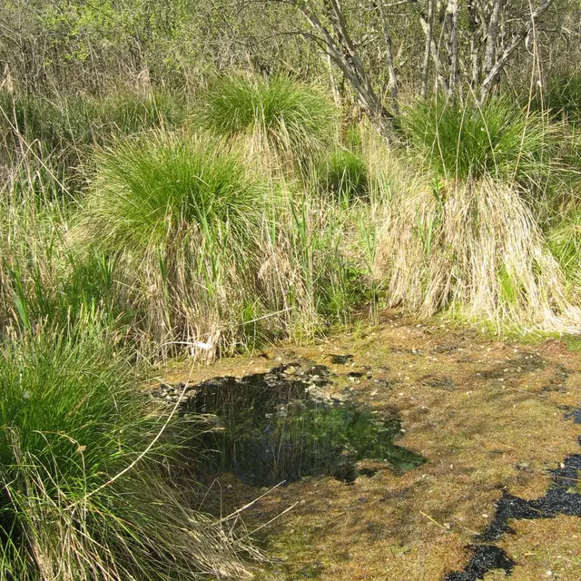 source gourgue 33.JPG