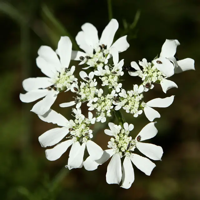 Orlaya à grandes fleurs©L.Clavel-Département du Lot.jpg