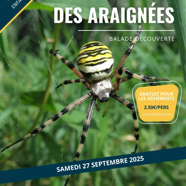araignées.jpg