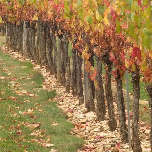 Vignoble de Cahors--Lot Tourisme - Y. Conforti-2.jpg