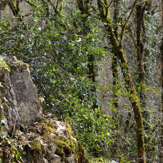 Nerprun des rochers©Département du Lot.jpg
