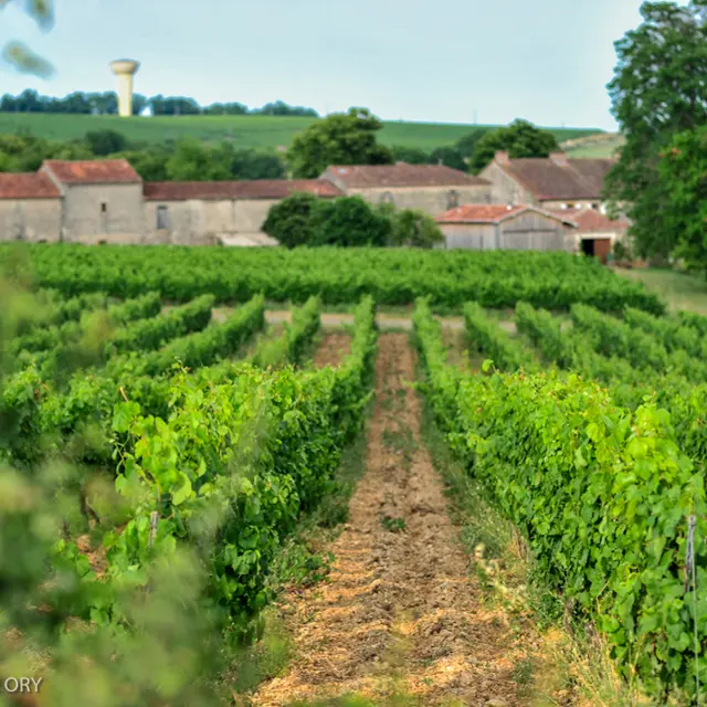 Château Lacapelle-Cabanac - Chai--© Lot Tourisme - C. ORY.jpg