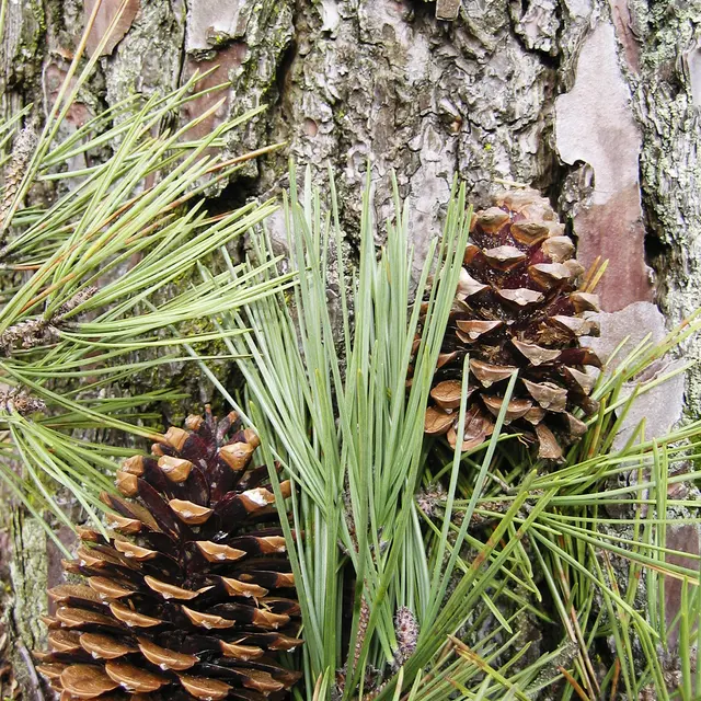 Pin maritime, tronc aiguille et fruit © D. Villate Département du Lot.jpg